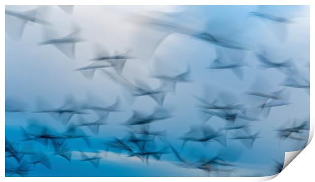 Abstract photo from flying seagulls, long exposure picture Print by Arpad Radoczy