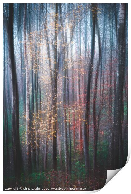 Woodland impressions Print by Chris Lauder