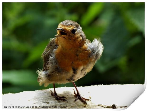 A Singing Robin Red Breast Print by Photography by Sharon Long 