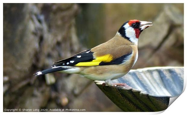 Goldfinch Print by Photography by Sharon Long 