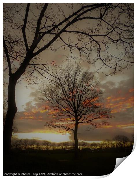 The Tree Of Life Print by Photography by Sharon Long 