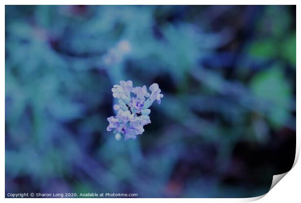 Lavender Blue Print by Photography by Sharon Long 