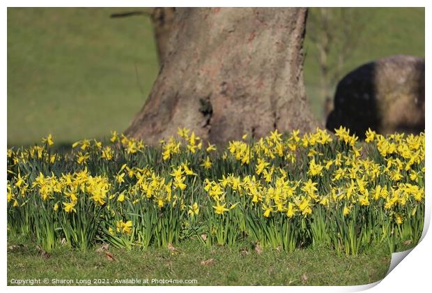 Mother Nature's Skirt Of Spring Daffodils Print by Photography by Sharon Long 