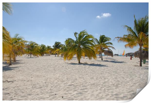 A group of palm trees on a sandy beach on the shores of cayo largo, cuba Print by Alessandro Della Torre