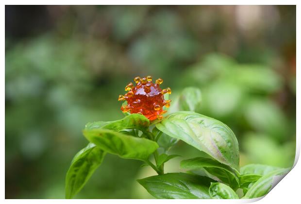 coronavirus covid-19 on basil leaf Print by Alessandro Della Torre