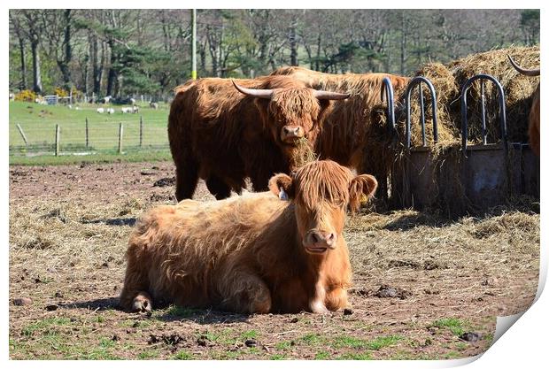 Highland coos Print by Allan Durward Photography