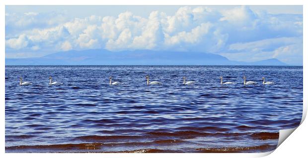 Convoy of swans Print by Allan Durward Photography
