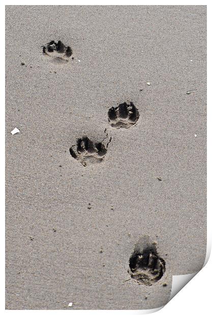 Puppy paw prints on the beach Print by Allan Durward Photography