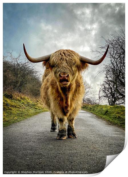 Highland Cow confrontation Print by Stephen Morrison
