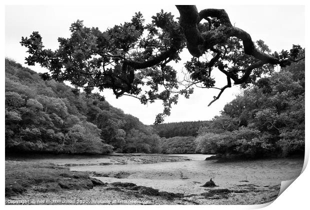 The Lerryn River At Low Tide. Print by Neil Mottershead