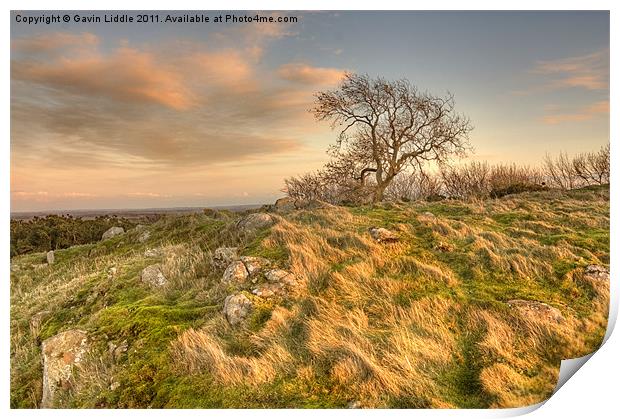 Tree on the crags Print by Gavin Liddle