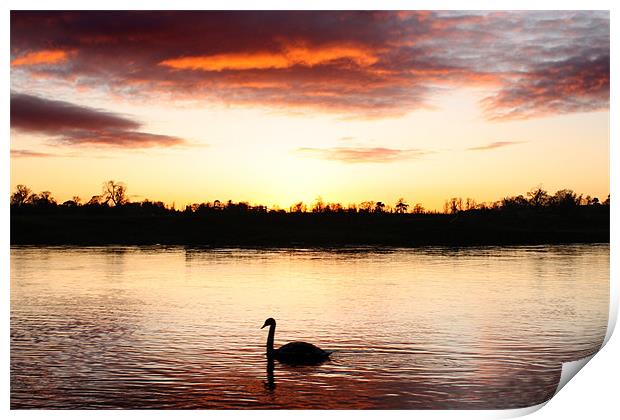 Swan at Sunset Print by Gavin Liddle