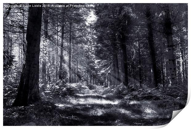 Bowmont Forest, in Black and White Print by Gavin Liddle
