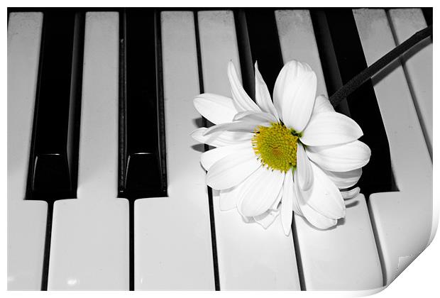 Daisy on a Piano Print by Gavin Liddle