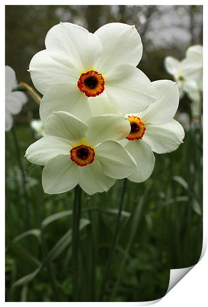 White Narcissus Print by Gavin Liddle