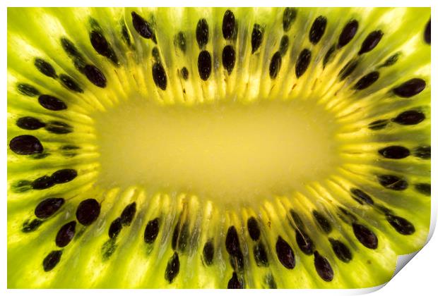 Kiwi Fruit Macro Print by Gavin Liddle