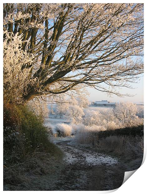 Frosty Tree  Print by Lorna Nisbet