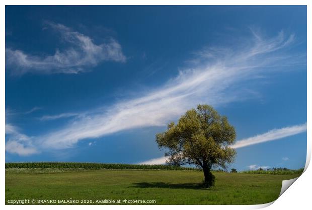 A large green field under a cloudy blue sky Print by BRANKO BALAŠKO