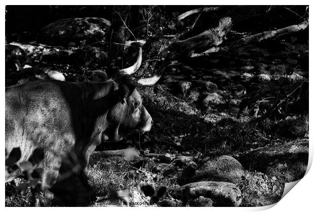Majestic Cachena Cow Grazing in Lush Green Field Print by Jesus Martínez