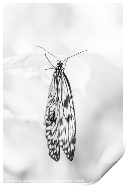 Black & White butterfly #1 Print by Jaxx Lawson