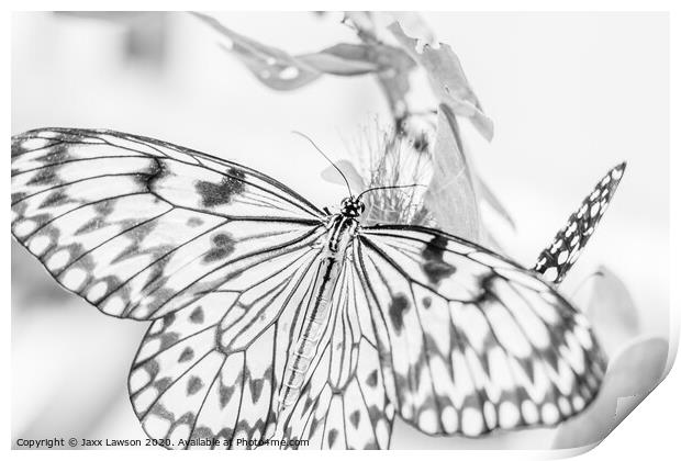 Black & White Butterfly #4 Print by Jaxx Lawson