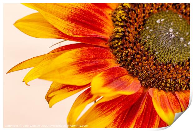 Orange Yellow Sunflower Print by Jaxx Lawson