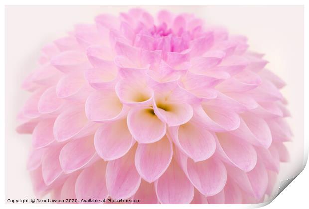 Pink Dahlia Print by Jaxx Lawson