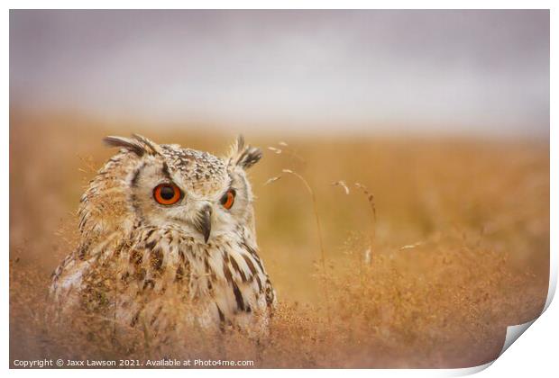 Bengal Eagle Owl Print by Jaxx Lawson