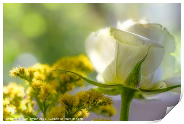 White Rose Print by Jaxx Lawson