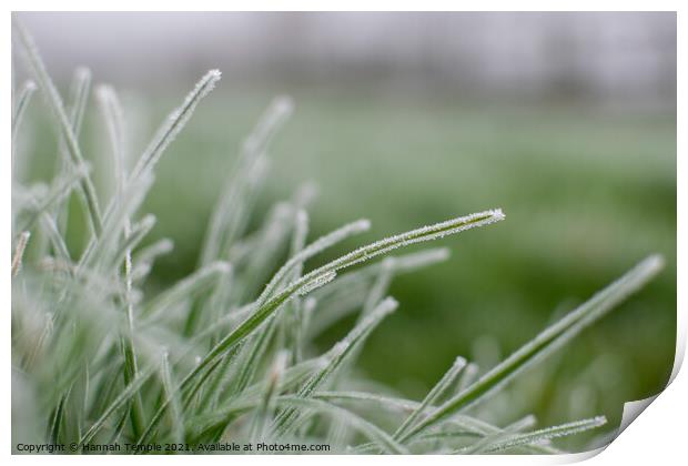 Frosty grass  Print by Hannah Temple
