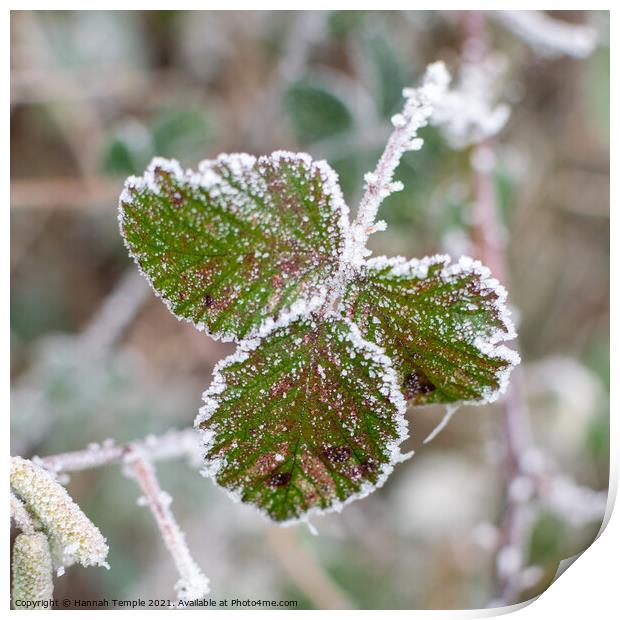 Frosty leaves  Print by Hannah Temple