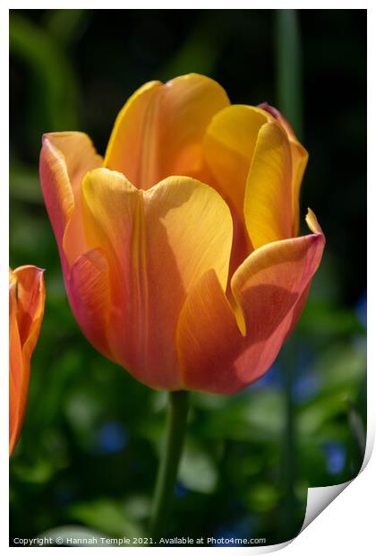 Orange Tulip Print by Hannah Temple