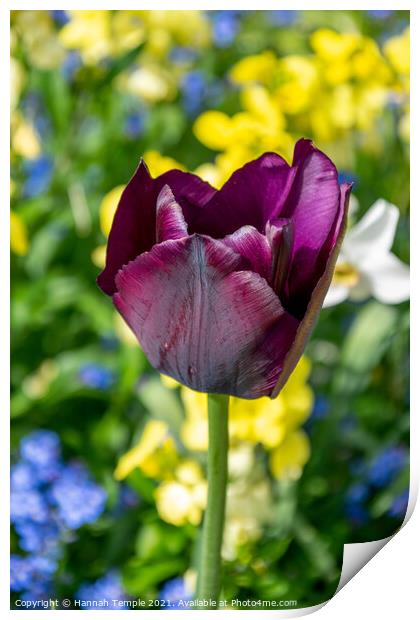 Purple Tulip Print by Hannah Temple