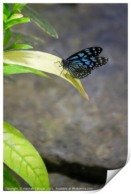Blue Tiger Butterfly  Print by Hannah Temple