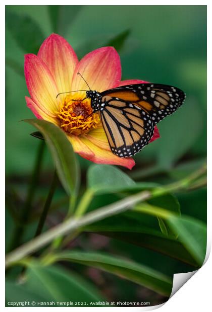 Monarch Butterfly Print by Hannah Temple
