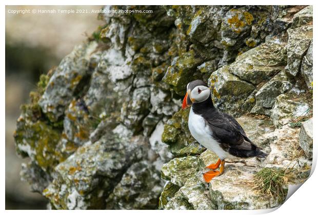 Puffin on the cliffs Print by Hannah Temple