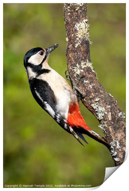 Great spotted woodpecker Print by Hannah Temple