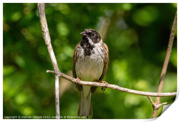 Reed Bunting  Print by Hannah Temple