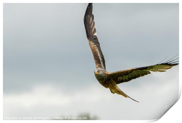 Red Kite  Print by Hannah Temple