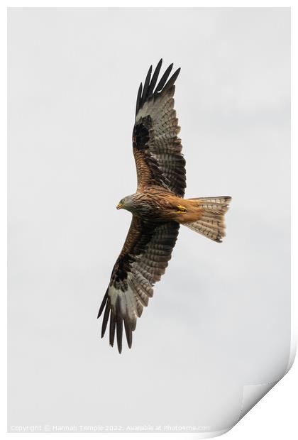 Red Kite  Print by Hannah Temple