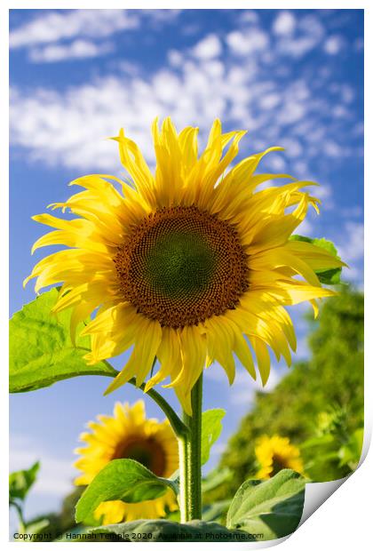 Beautiful Sunflower Print by Hannah Temple