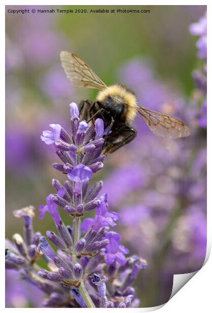 Bee on lavender Print by Hannah Temple