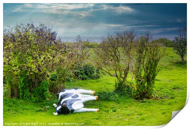 Plastic cow fallen in a storm, Hjerting Esbjerg, Denmark Print by Frank Bach