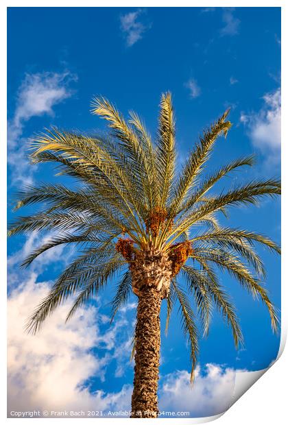 Date tree palm in Playa Los Americas on Tenerife, Spain Print by Frank Bach