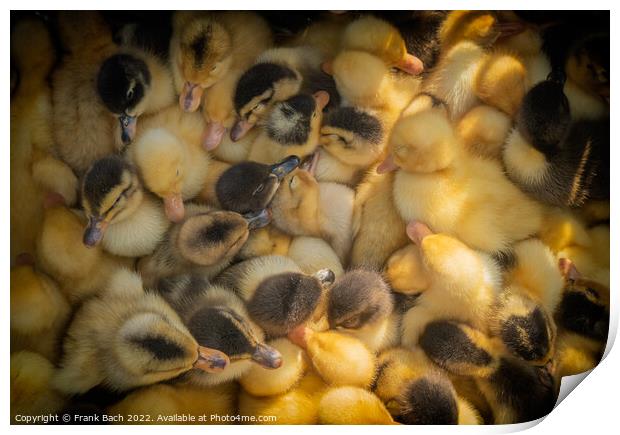 Ducklings for sale on a market in Kyrgyztan Print by Frank Bach