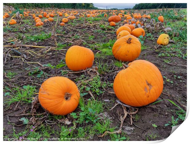 Fresh harvested pumpkins ready for sale Print by Frank Bach