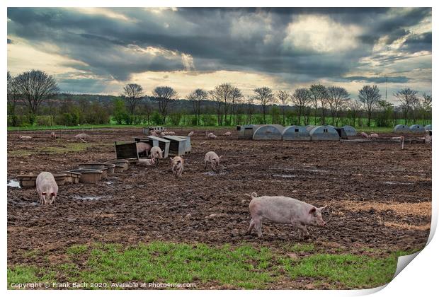 Pig farm free range landscape, Denmark Print by Frank Bach