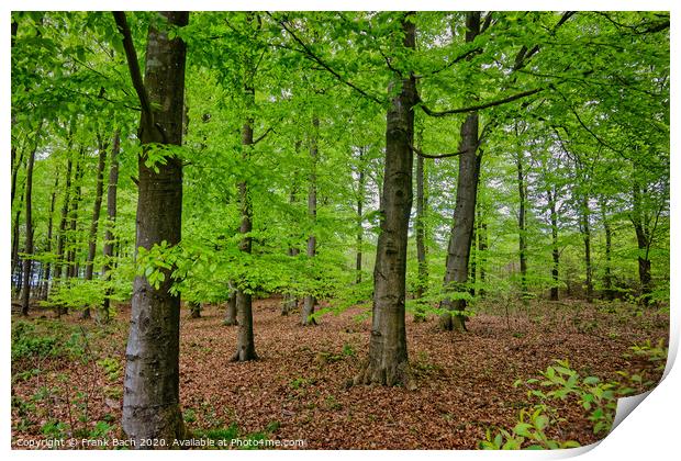 Beech trees plantation reforestation in Tirslund, Denmark Print by Frank Bach
