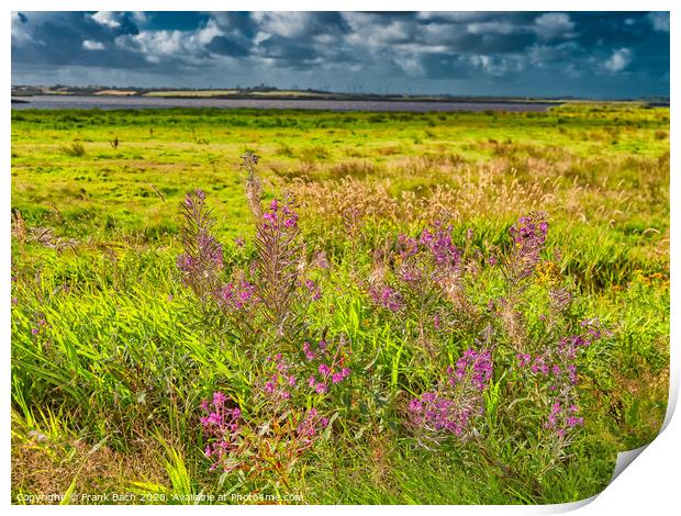 Wild Fireweed plants in the Skjern enge meadows, Denmark Print by Frank Bach