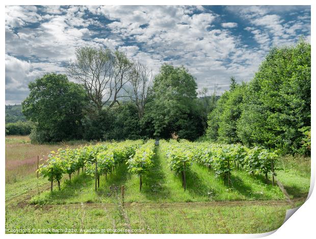 Small Danish vineyard near Vingsted and Vejle, Denmark Print by Frank Bach
